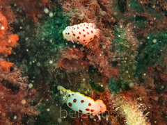 Goniobranchus splendidus