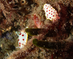 Goniobranchus splendidus