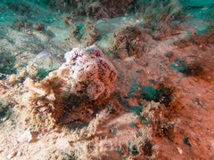 Dendronephthya australis