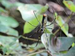 Nephila