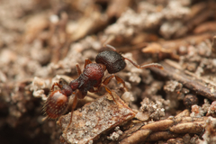 Tetramorium impressum