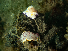 Goniobranchus daphne