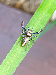Opisthoncus nigrofemoratus