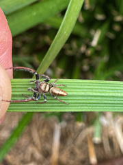 Opisthoncus nigrofemoratus