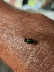 Calligrapha pantherina