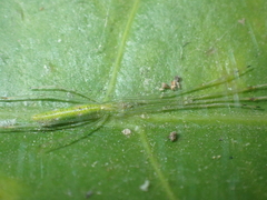 Tetragnatha hasselti
