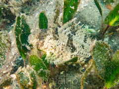 Centropogon australis