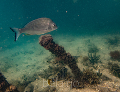 Meuschenia trachylepis