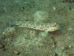 Istigobius hoesei