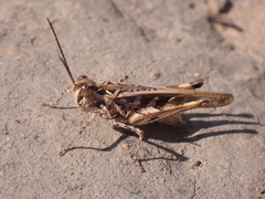 Oedipodinae