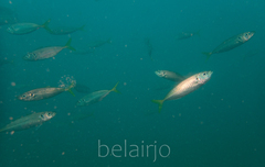 Trachurus novaezelandiae