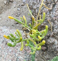 Salicornia perennis