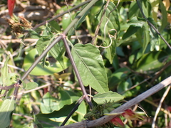 Clinacanthus nutans