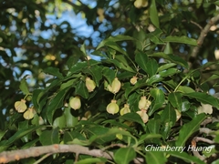 Euonymus carnosus