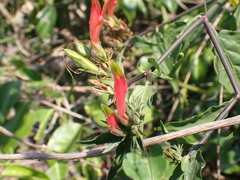 Clinacanthus nutans
