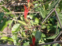 Clinacanthus nutans
