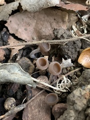 Ciborinia camelliae