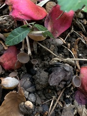 Ciborinia camelliae
