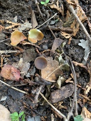Ciborinia camelliae
