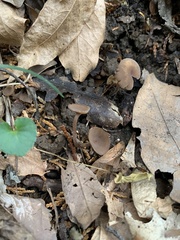 Ciborinia camelliae