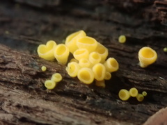 Calycina claroflava