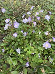 Mazus fauriei