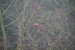 Sciurus vulgaris