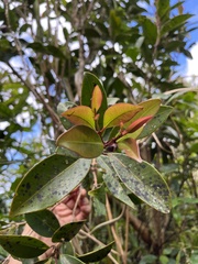 Syzygium kusukusuense