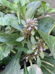 Ajuga taiwanensis