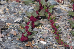 Blitum virgatum