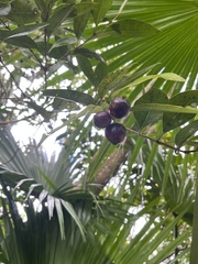 Syzygium kusukusuense