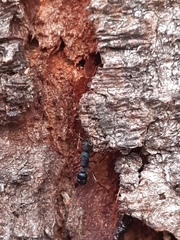 Rhytidoponera aspera