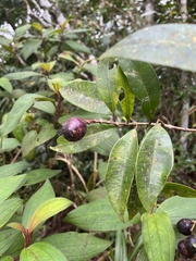 Syzygium kusukusuense