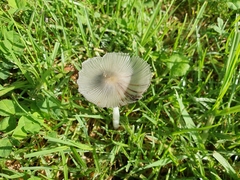 Lanatulae