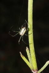 Leucauge argyrobapta