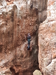 Rhytidoponera aspera