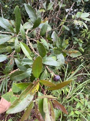 Syzygium kusukusuense