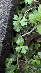 Hydrocotyle batrachium