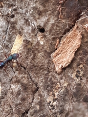 Rhytidoponera aspera