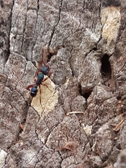 Rhytidoponera aspera