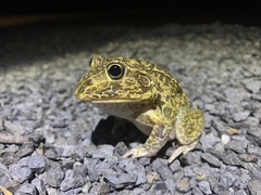 Ranoidea novaehollandiae