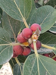 Ficus benghalensis