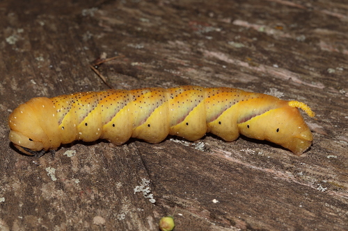 Acherontia atropos