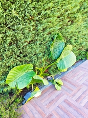 Alocasia macrorrhizos