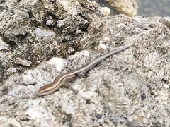 Eugongylinae