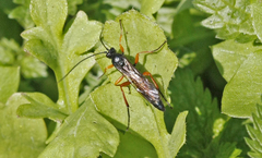 Ichneumon cessator