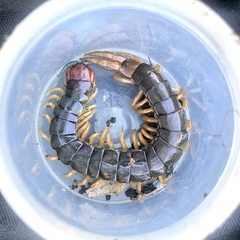 Cormocephalus westwoodi