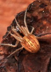 Pachygnatha clercki