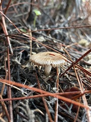 Fungi