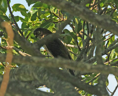 Accipiter minullus